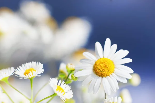 Papatya çiçekler arasında