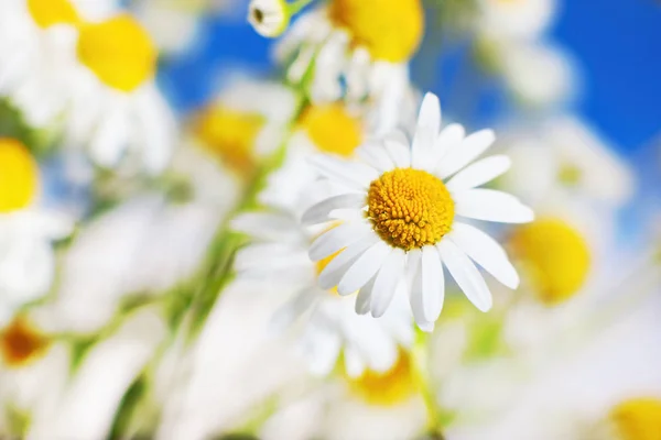 Manzanilla entre flores — Foto de Stock