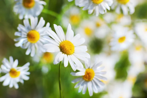 Chamomile in green grass — Stock Photo, Image