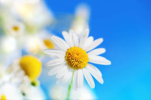 Manzanilla entre flores — Foto de Stock
