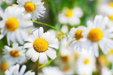 Yeşil çimlerde papatya çayı