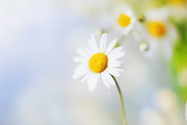 Camomilla tra i fiori — Foto Stock