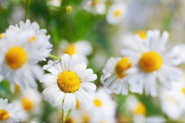 Yeşil çimlerde papatya çayı