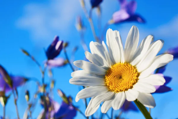 Chamomile among  bluebells — Stock Photo, Image