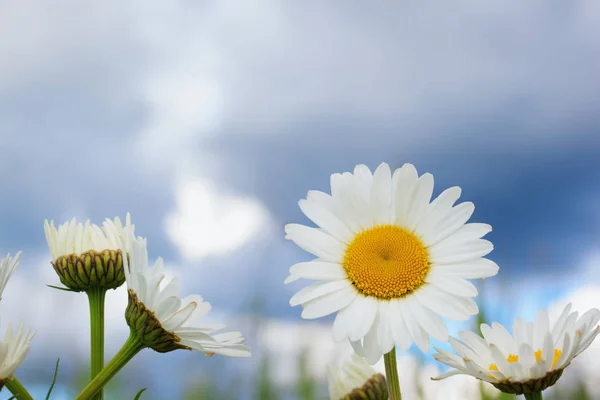 Chamomile among flowers — Stock Photo, Image