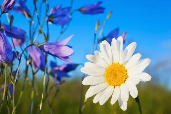 Camomille parmi les fleurs — Photo