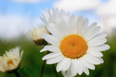 Papatya çiçekler arasında