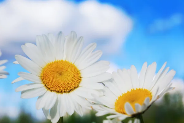 Camomille parmi les fleurs — Photo