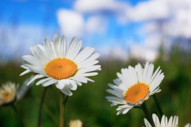Papatya çiçekler arasında