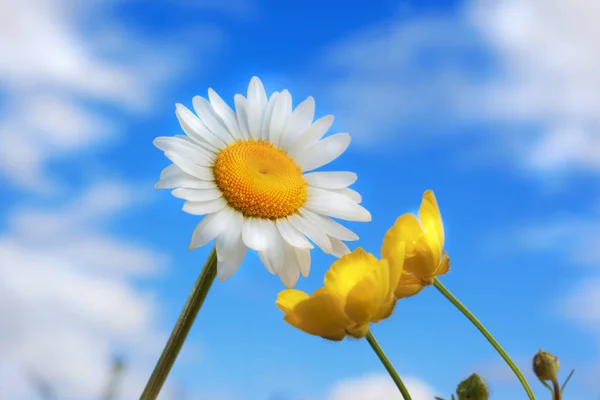 Chamomile against the sky. — Stock Photo, Image