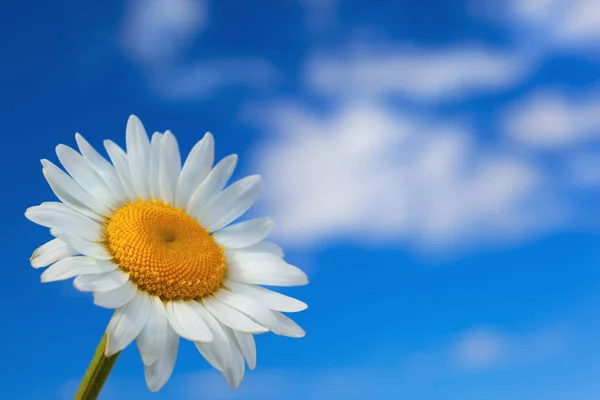 Chamomile against the sky. Royalty Free Stock Images