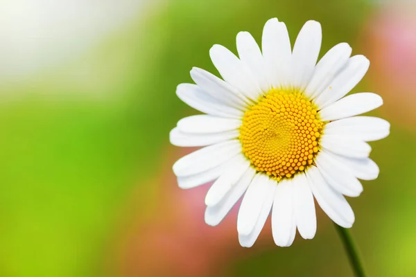 Camomila entre flores — Fotografia de Stock