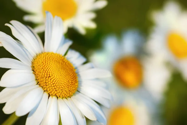 Camomilla tra i fiori — Foto Stock