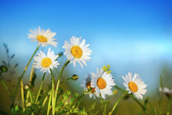 Camomila entre flores — Fotografia de Stock