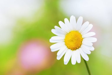 Papatya çiçekler arasında