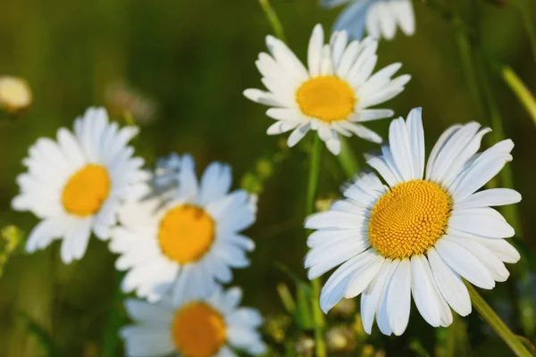 Kamomill bland blommor — Stockfoto