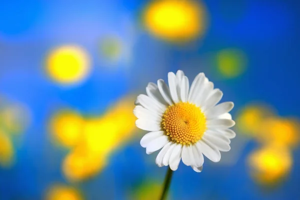 Kamomill bland blommor — Stockfoto