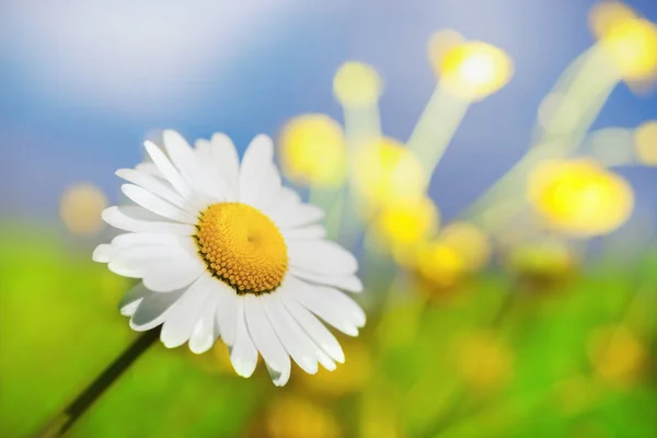 Camomila entre flores — Fotografia de Stock