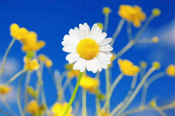 Kamilla-virágok közt — Stock Fotó
