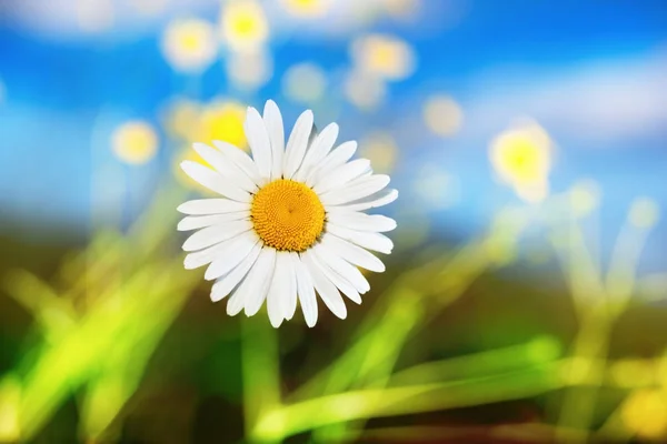 Camomila entre flores — Fotografia de Stock