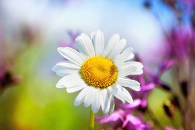 Papatya çiçekler arasında