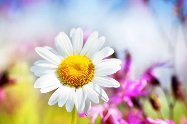 Camomilla tra i fiori — Foto Stock
