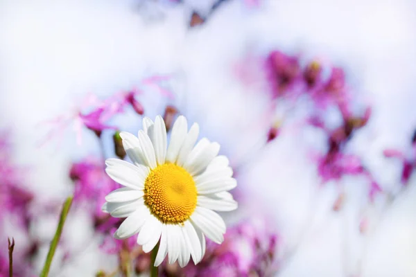 Camomila entre flores — Fotografia de Stock