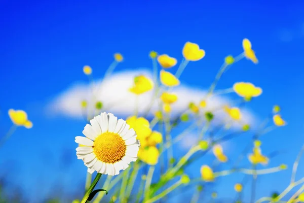 Chamomile among flowers — Stock Photo, Image