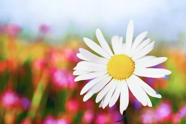Χαμομήλι, ανάμεσα σε λουλούδια — Φωτογραφία Αρχείου