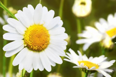 Papatya çiçekler arasında