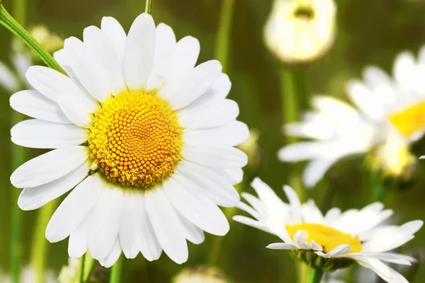 Papatya çiçekler arasında