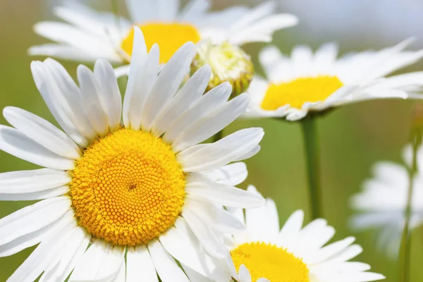 Papatya çiçekler arasında