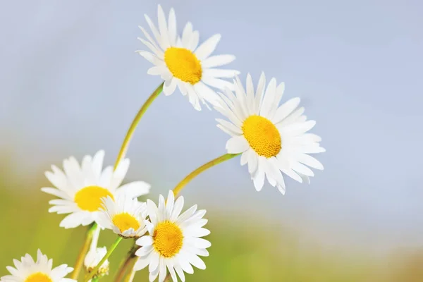 Camomille parmi les fleurs — Photo