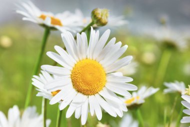 Papatya çiçekler arasında