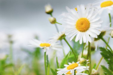 Papatya çiçekler arasında