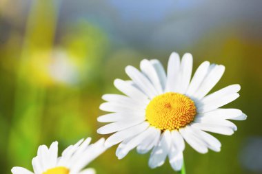 Papatya çiçekler arasında