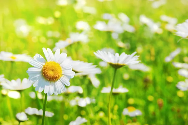 Camomila entre flores — Fotografia de Stock