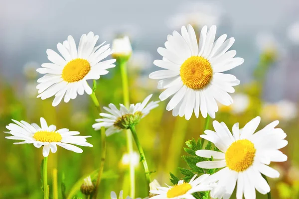 Papatya çiçekler arasında