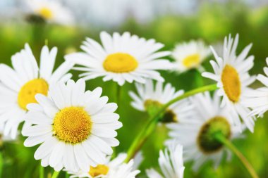 Papatya çiçekler arasında