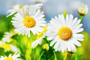 Papatya çiçekler arasında