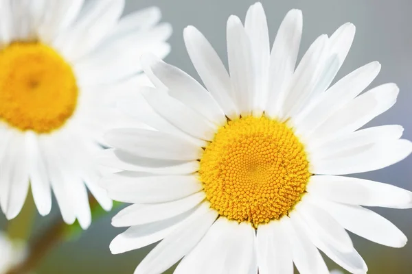 Camomilla tra i fiori — Foto Stock