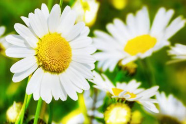 Papatya çiçekler arasında