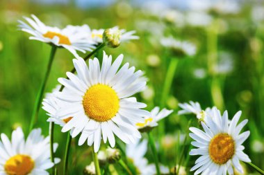 Papatya çiçekler arasında