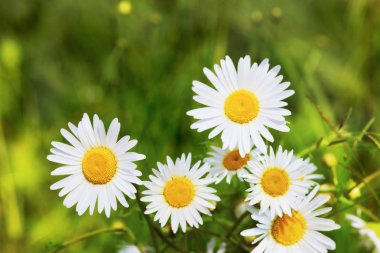 Papatya çiçekler arasında