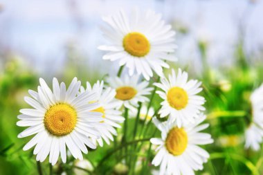 Papatya çiçekler arasında