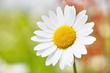 Papatya çiçekler arasında