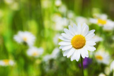 Papatya çiçekler arasında