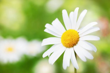 Papatya çiçekler arasında