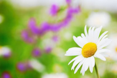 Papatya çiçekler arasında