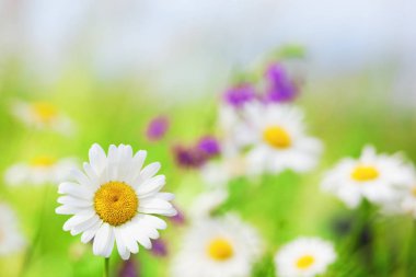 Papatya çiçekler arasında